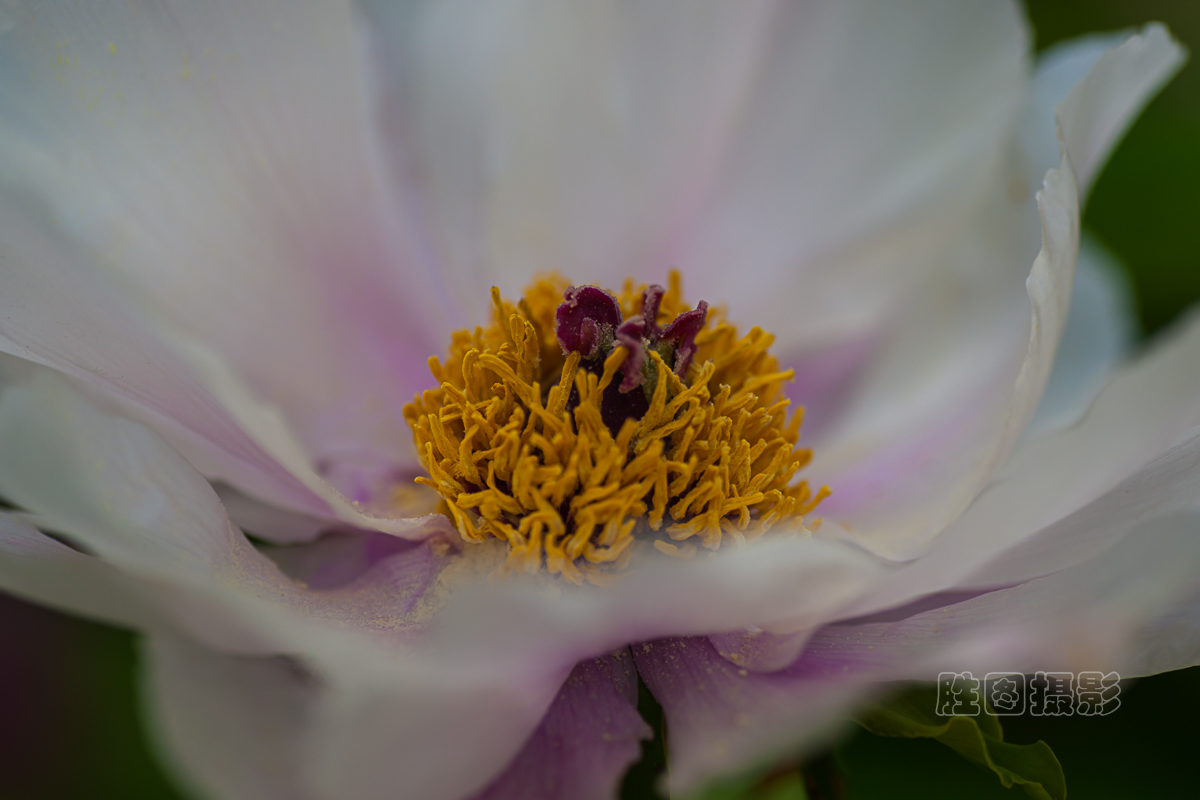 南通狼山牡丹节20151-400 秒 (f - 4.0)ISO 12590 mm.JPG