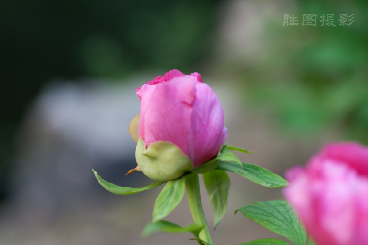 南通狼山牡丹节20150425手动ISO_16090_mm-10.jpg
