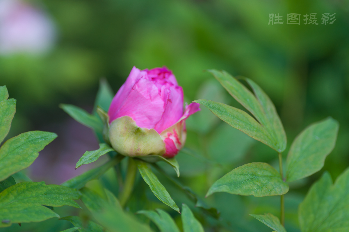南通狼山牡丹节20150425手动ISO_16090_mm-16.jpg