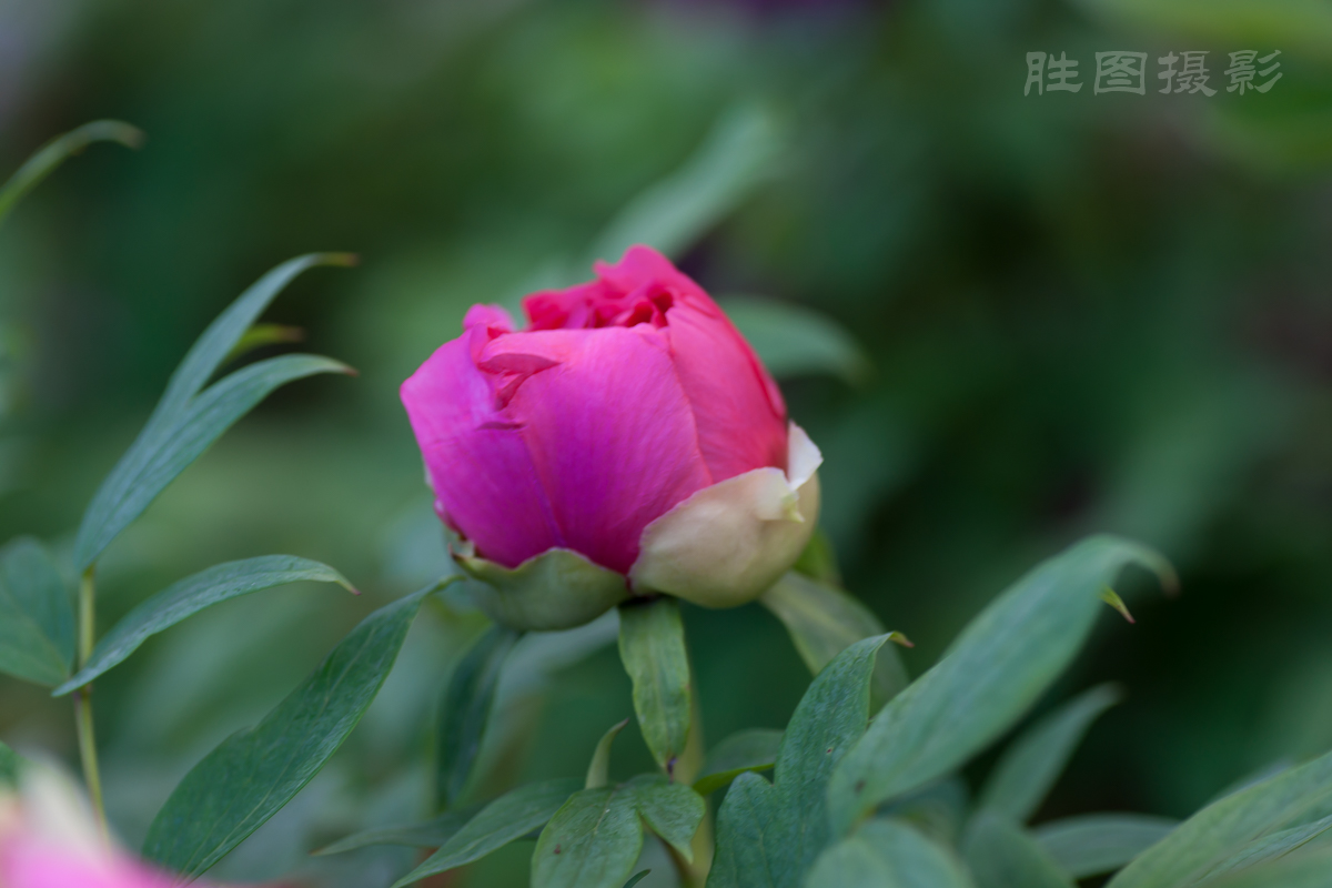 南通狼山牡丹节20150425手动ISO_16090_mm-37.jpg
