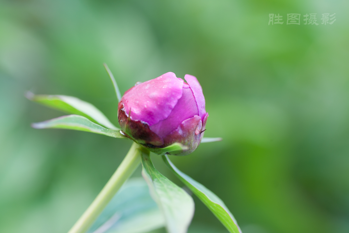 南通狼山牡丹节20150425手动ISO_16090_mm-99.jpg