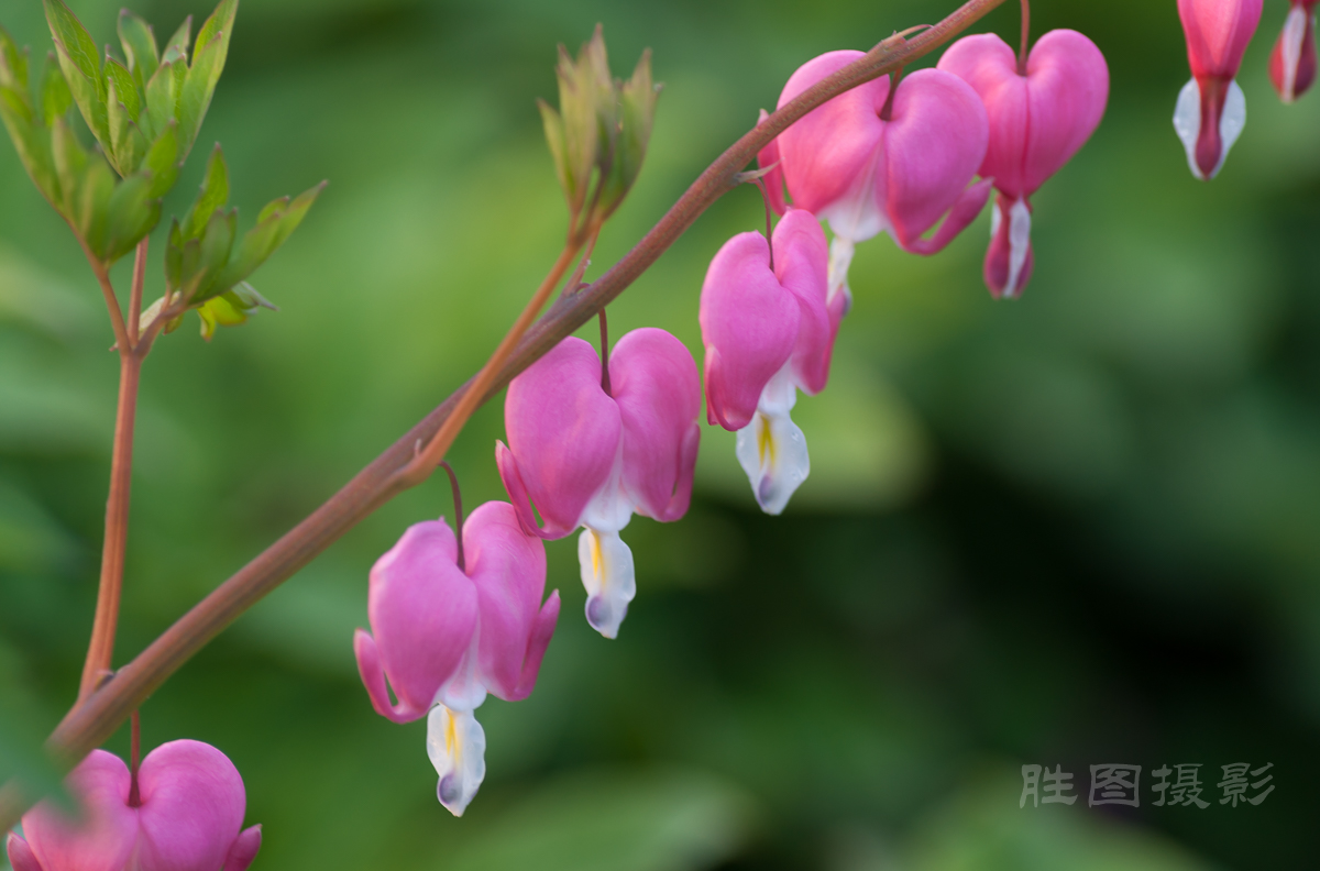 南通狼山牡丹节20150425手动ISO_16090_mm-43.jpg