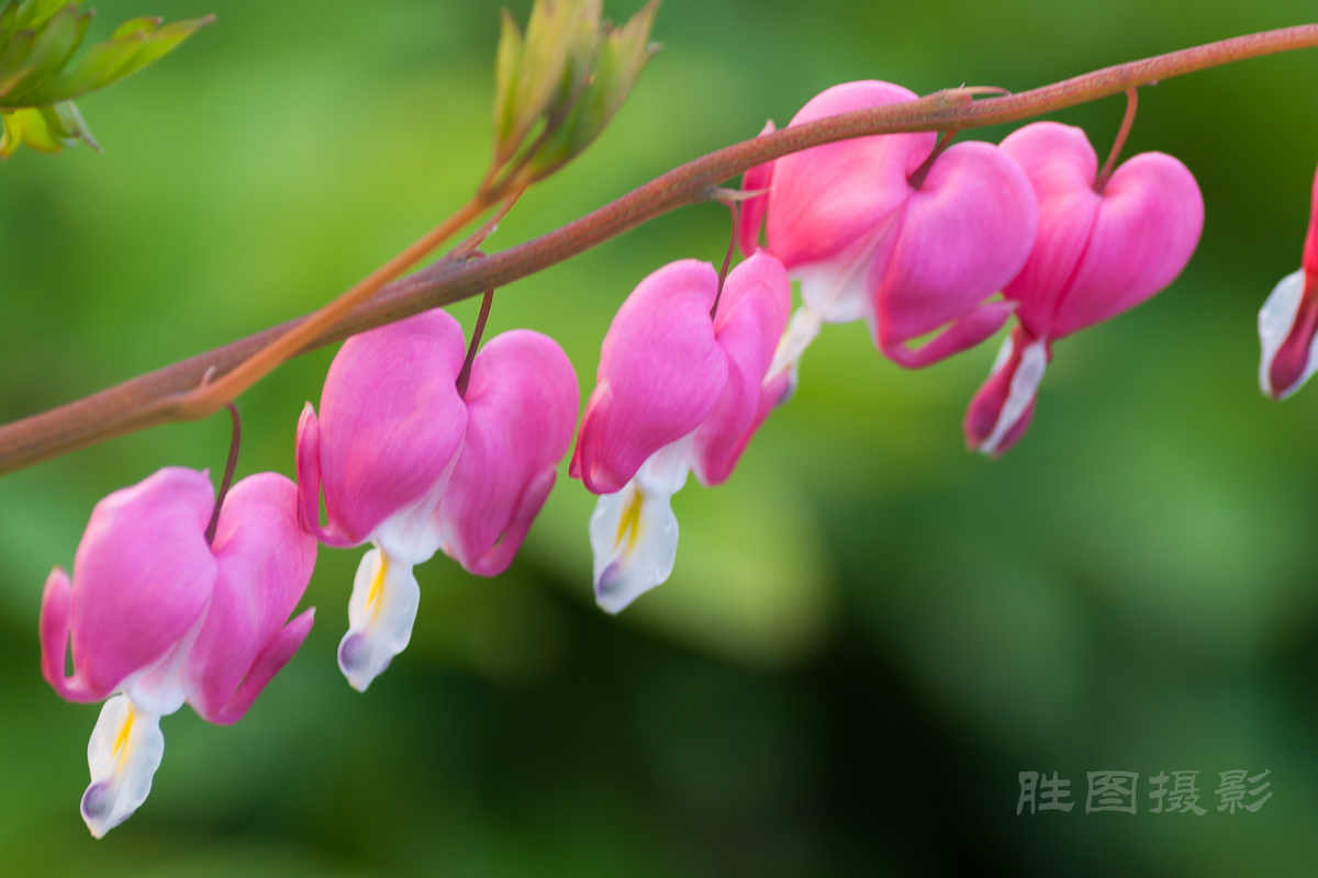南通狼山牡丹节20150425手动ISO_16090_mm-44.jpg