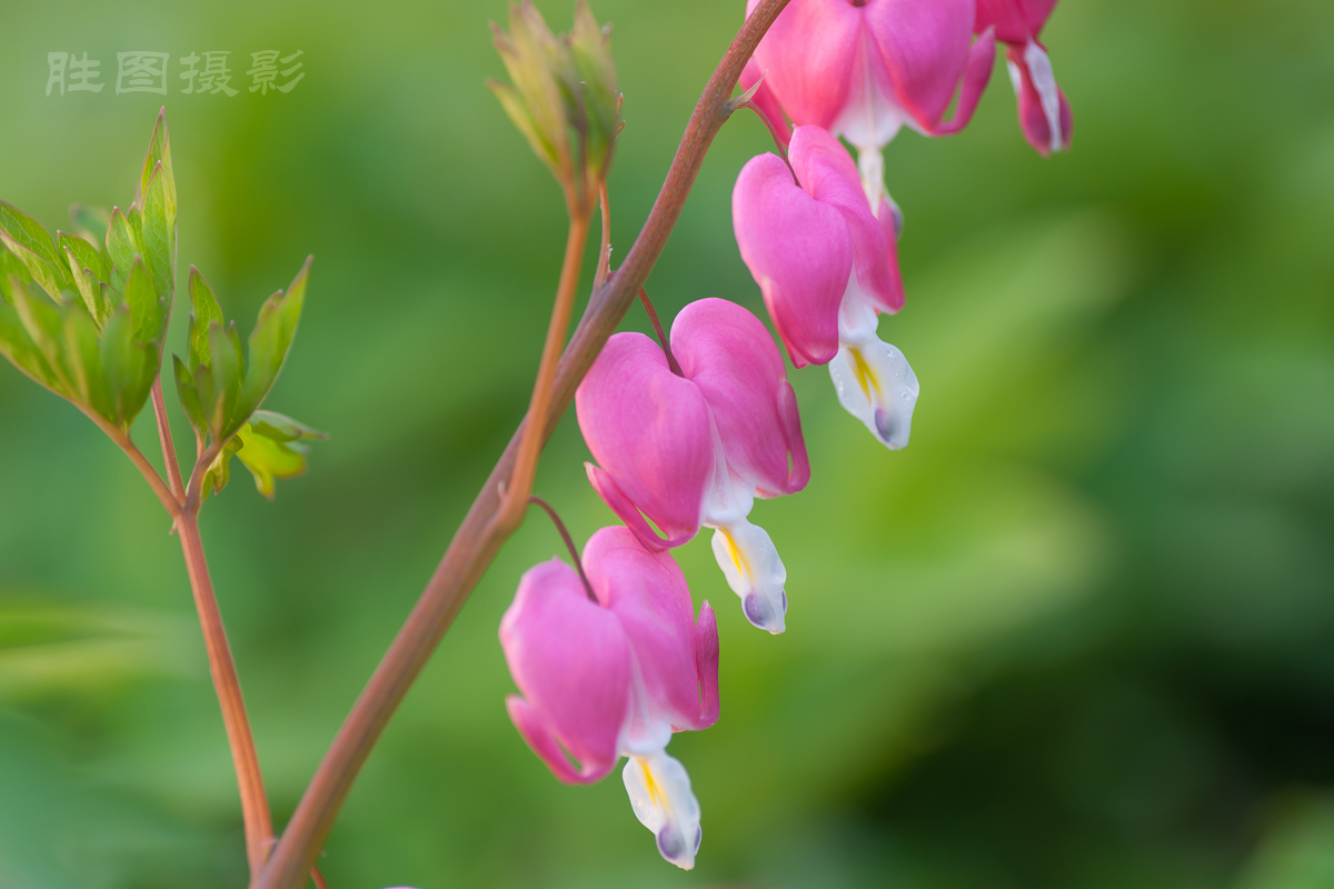 南通狼山牡丹节20150425手动ISO_16090_mm-47.jpg