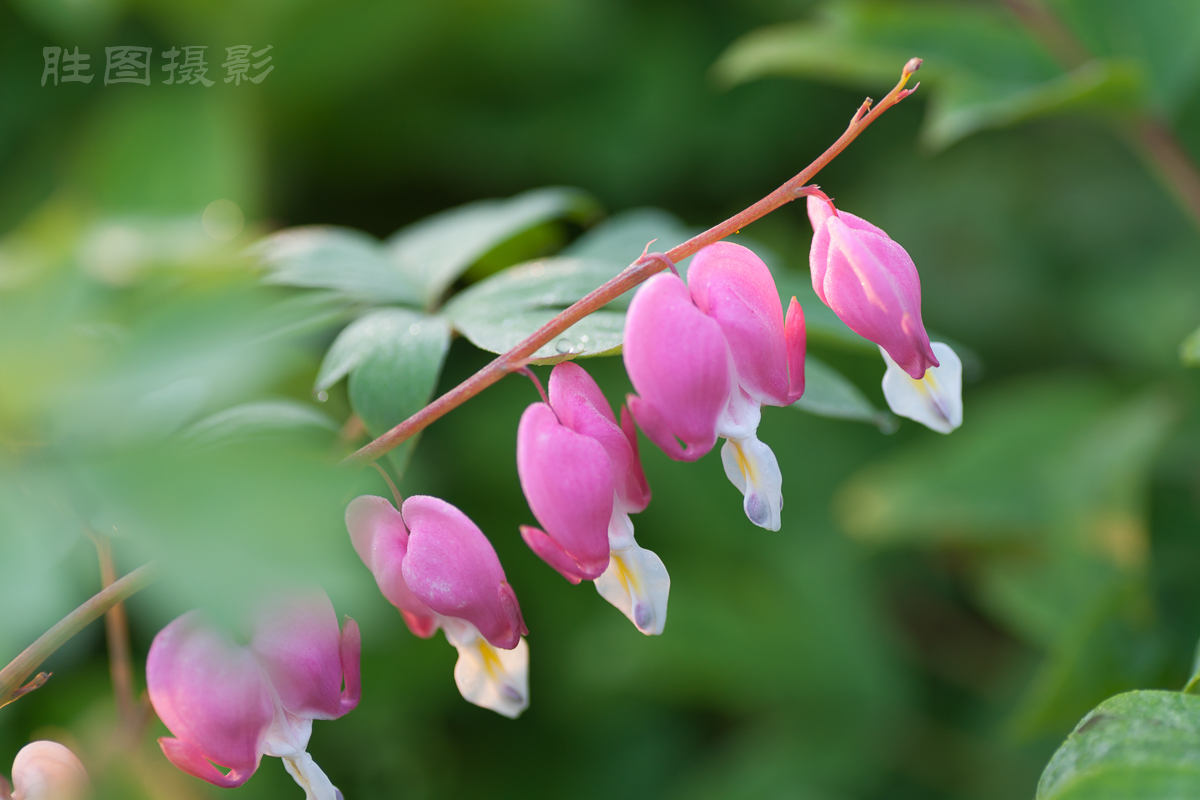 南通狼山牡丹节20150425手动ISO_16090_mm-50.jpg