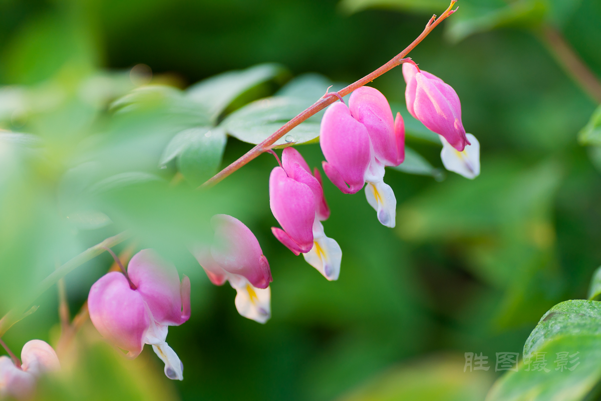 南通狼山牡丹节20150425手动ISO_16090_mm-56.jpg