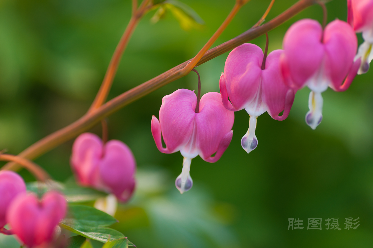 南通狼山牡丹节20150425手动ISO_16090_mm-67.jpg