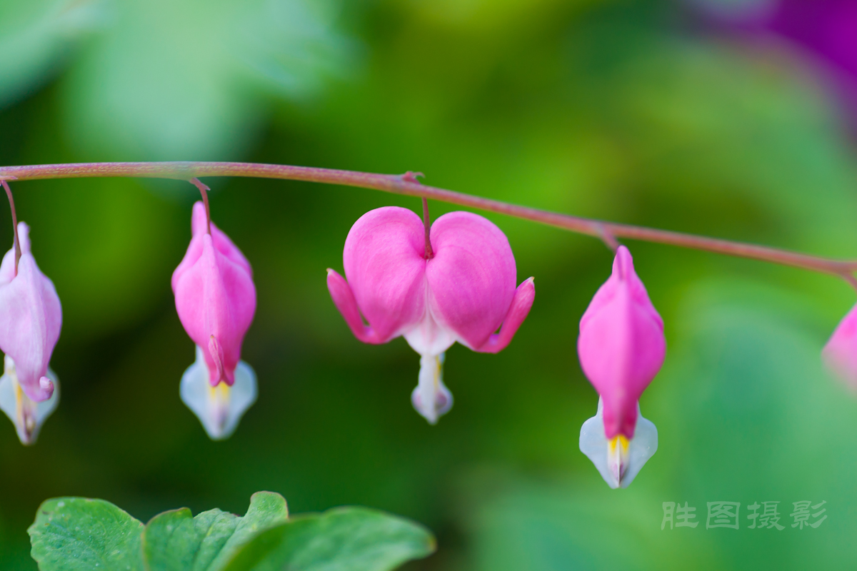 南通狼山牡丹节20150425手动ISO_16090_mm-86.jpg