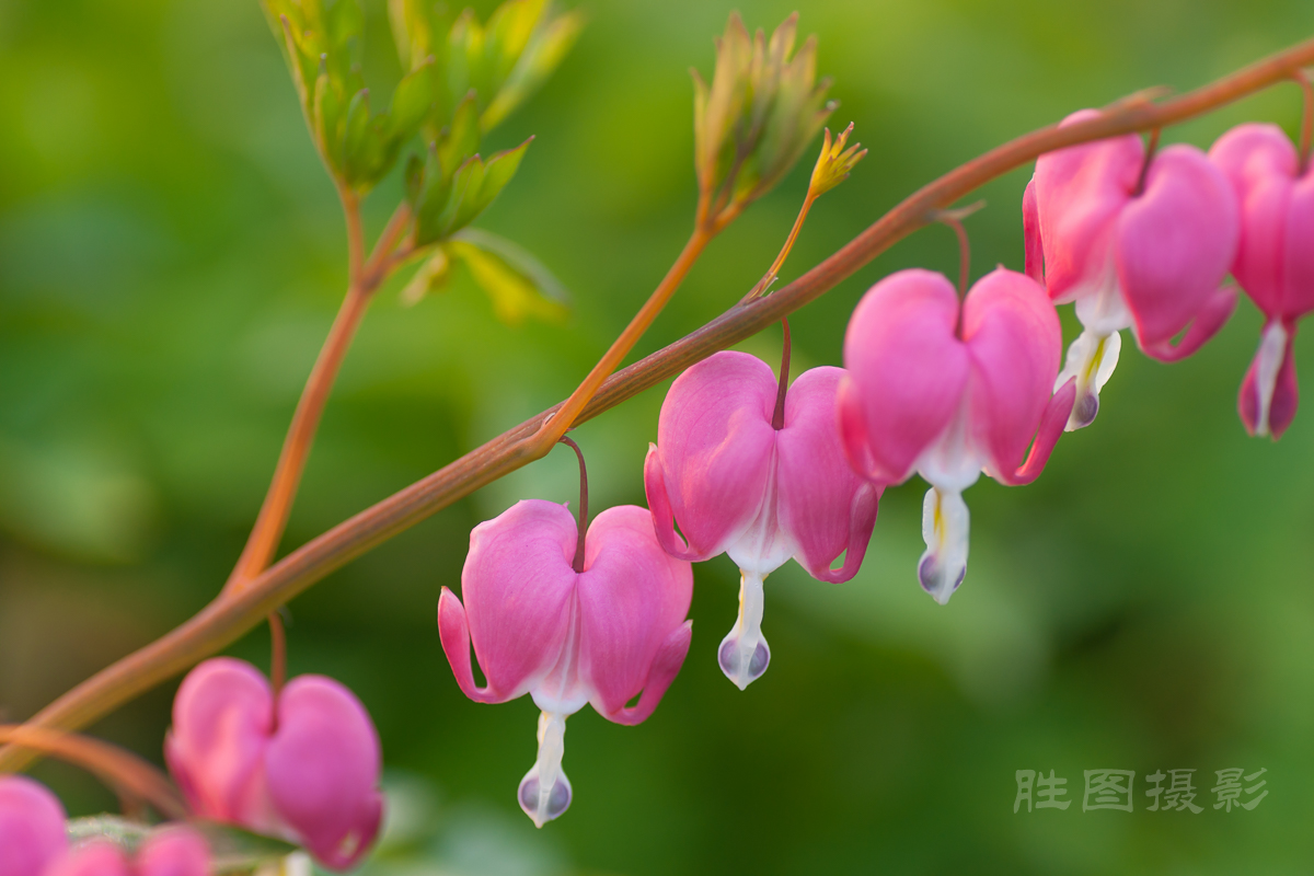 南通狼山牡丹节20150425手动ISO_16090_mm-68.jpg