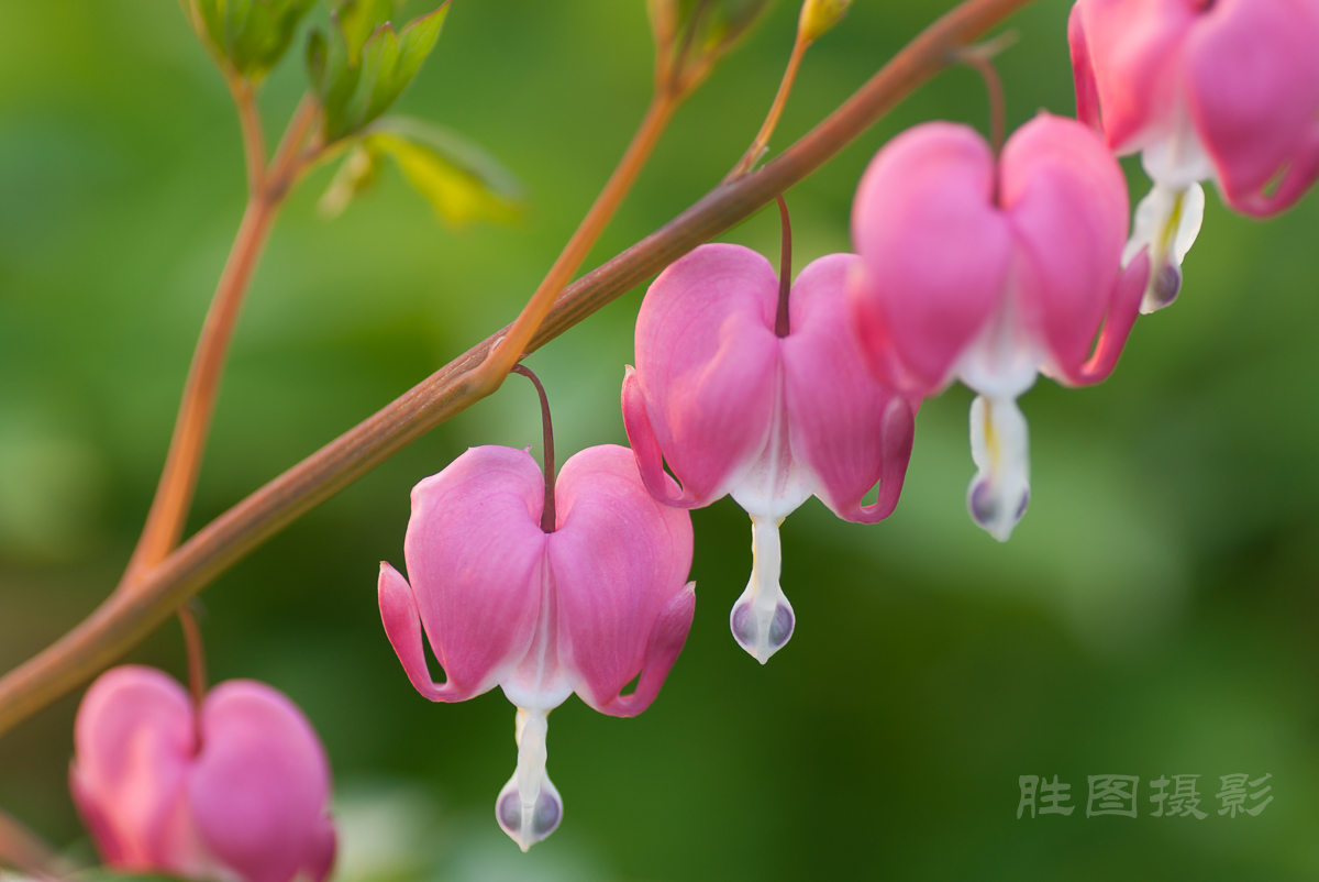 南通狼山牡丹节20150425手动ISO_16090_mm-74.jpg