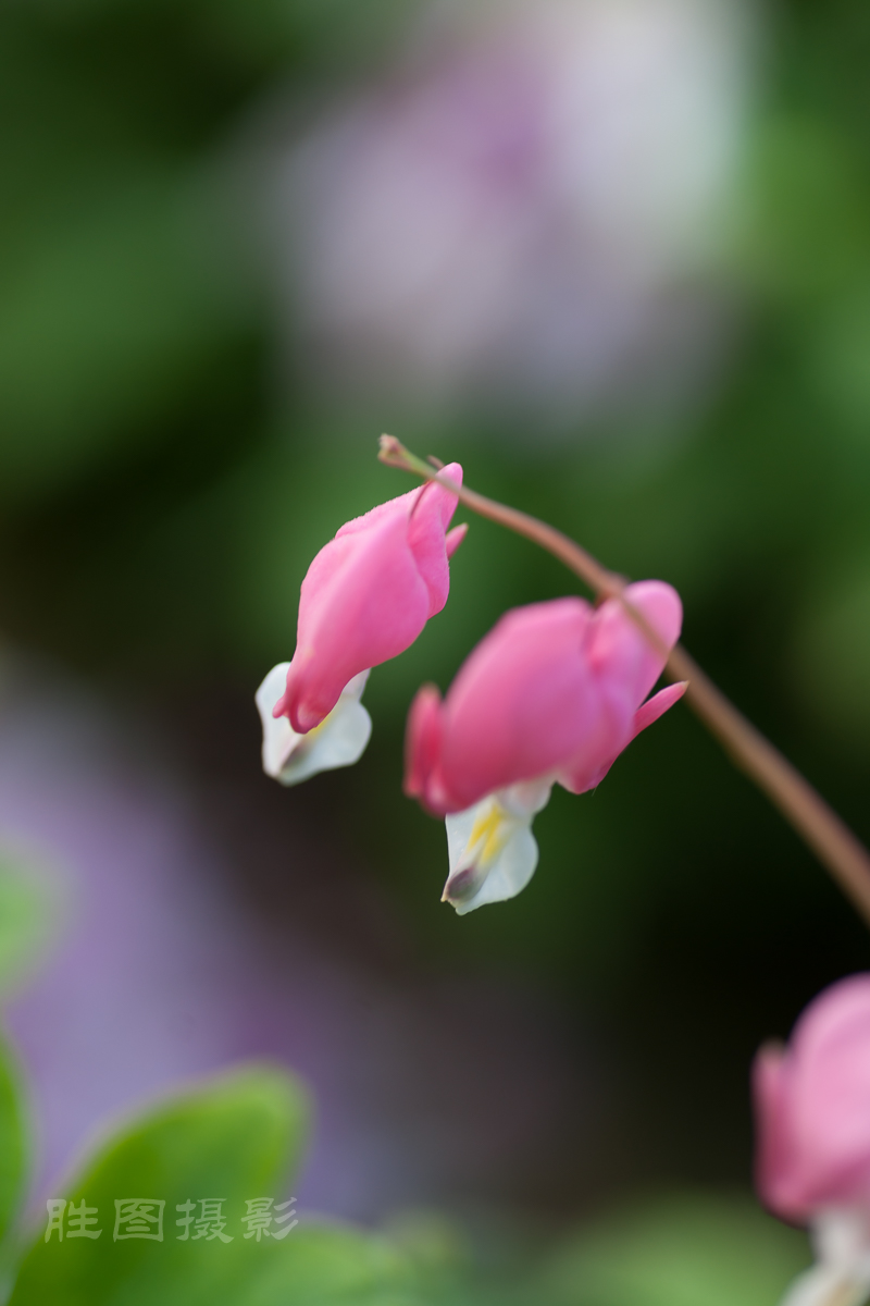 南通狼山牡丹节20150425手动ISO_16090_mm-95.jpg