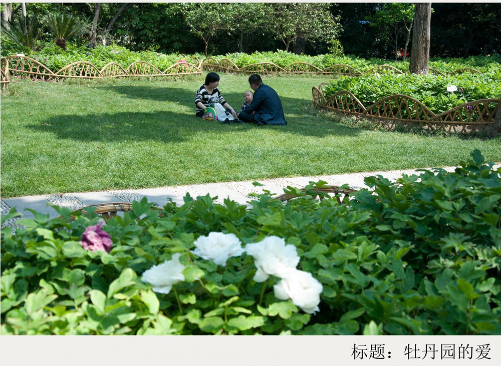 牡丹园的爱.jpg