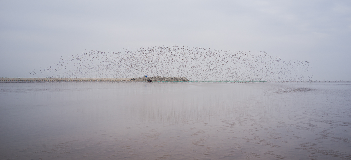 东台群鸟.jpg