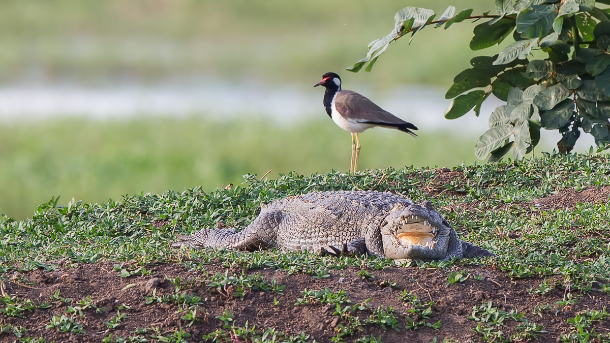 鳄鱼 肉垂麦鸡.jpg