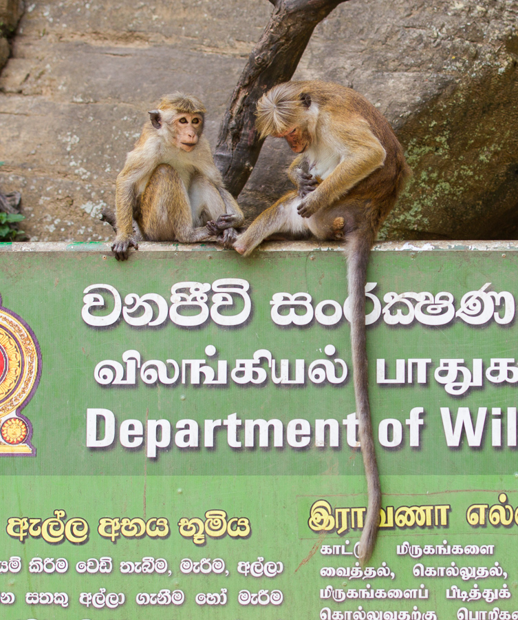 斯里兰卡弥猴-2.jpg