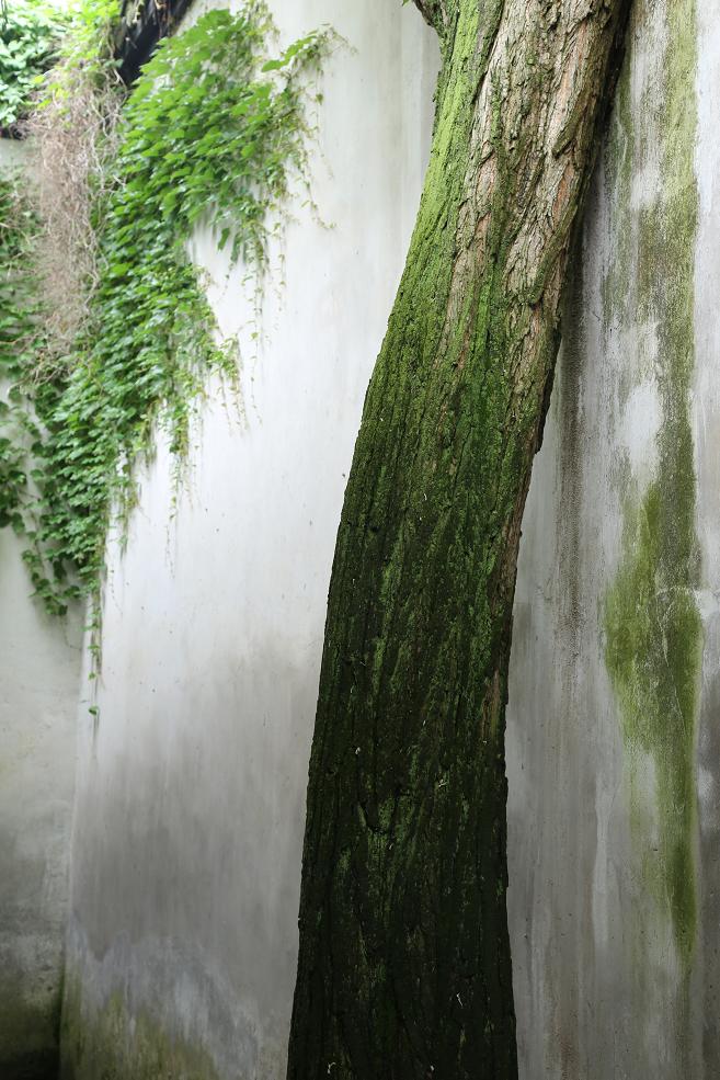 乌镇纪行2015.5.9 278.jpg