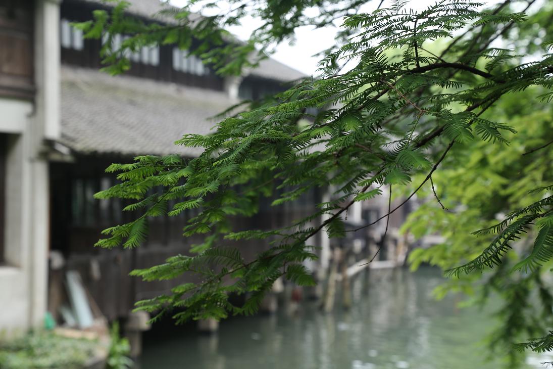 乌镇纪行2015.5.9 333.jpg