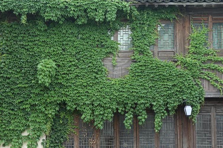 乌镇纪行2015.5.9 352.jpg