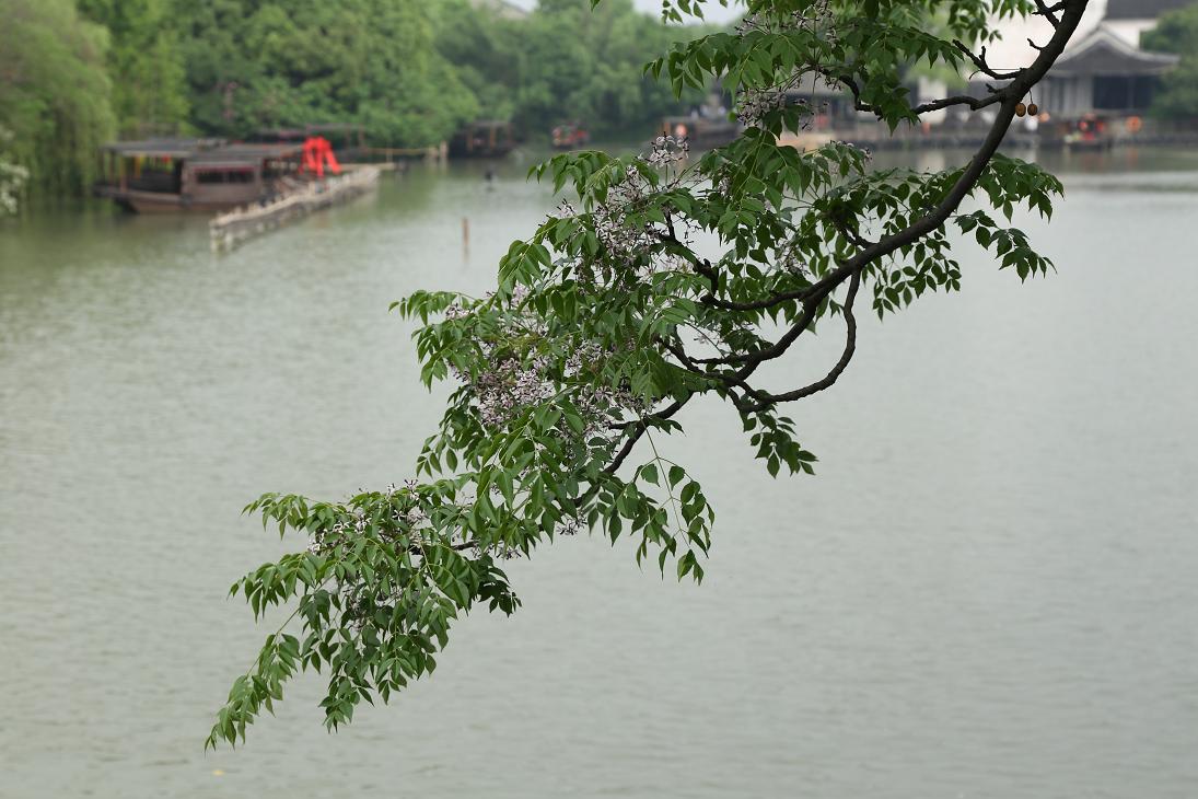 乌镇纪行2015.5.9 427.jpg