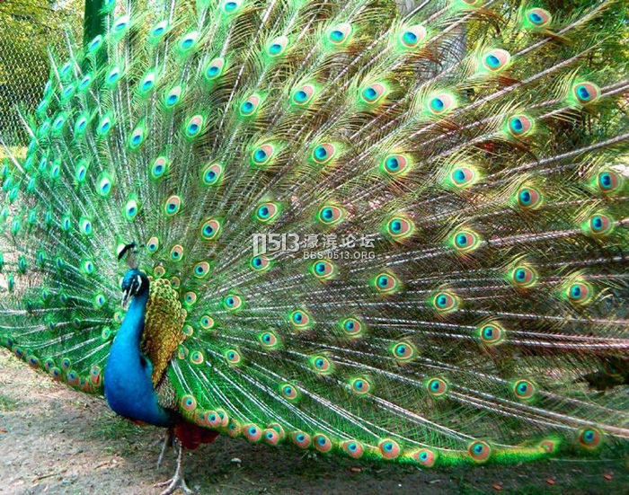 孔雀.jpg