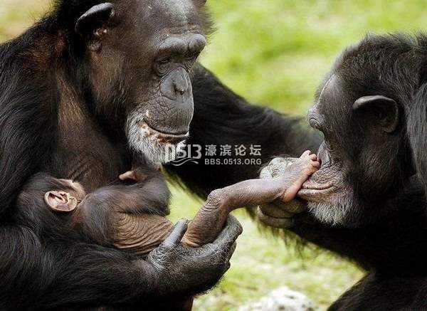 大猩猩2.jpg