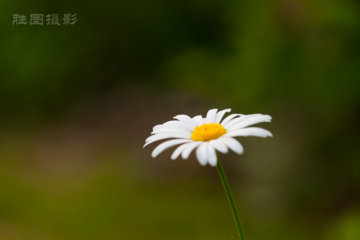 南通园博园花卉20150524手动ISO_200150_mm-96.JPG