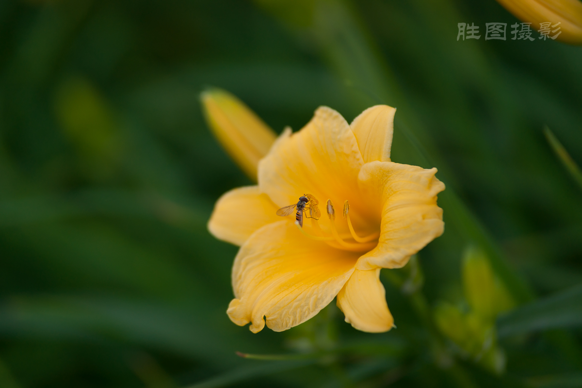 南通园博园花卉20150524手动ISO_200180_mm-7.JPG