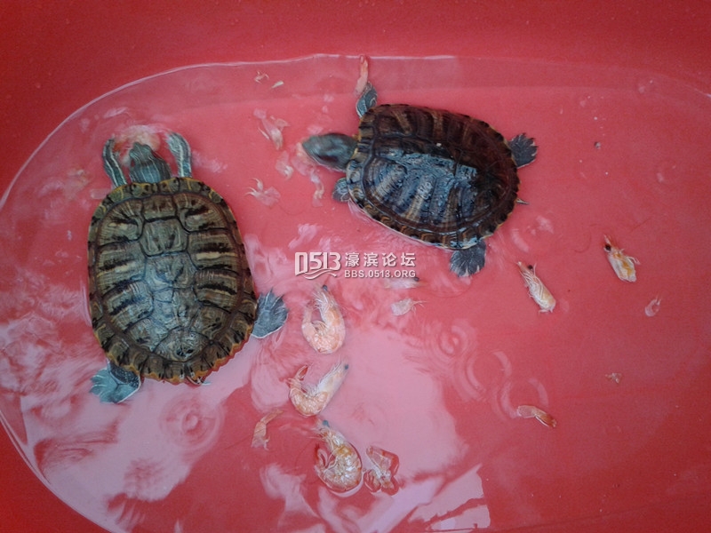 光线角度问题其实没这么黑，绿色的