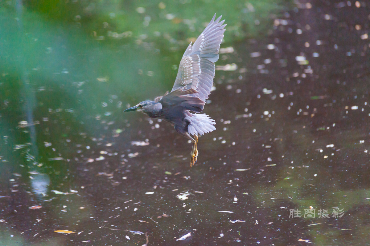 啬园夜鹭2420150607手动-107-17.jpg