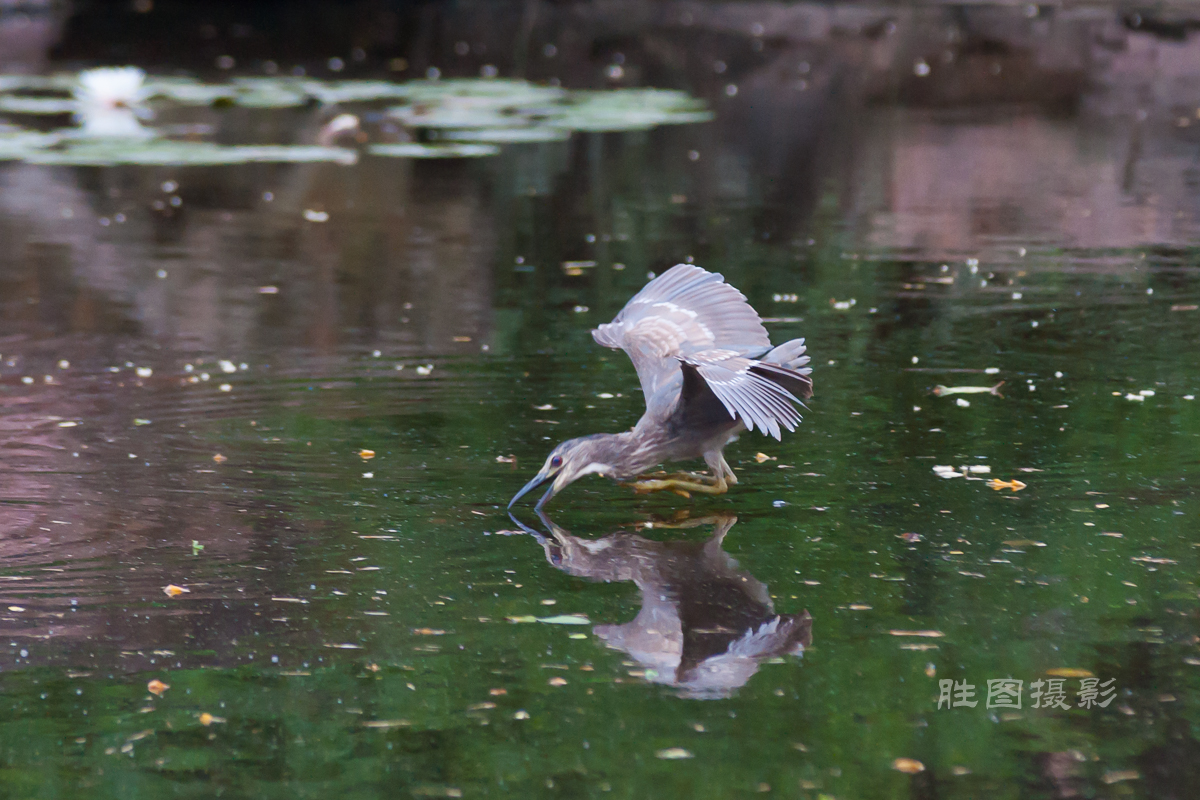 啬园夜鹭2420150607手动-131-11.jpg