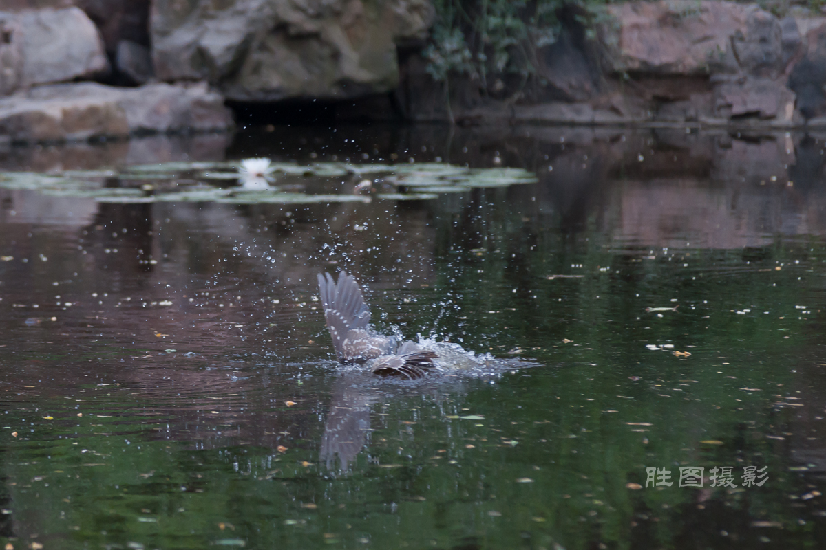 啬园夜鹭2420150607手动-132-10.jpg