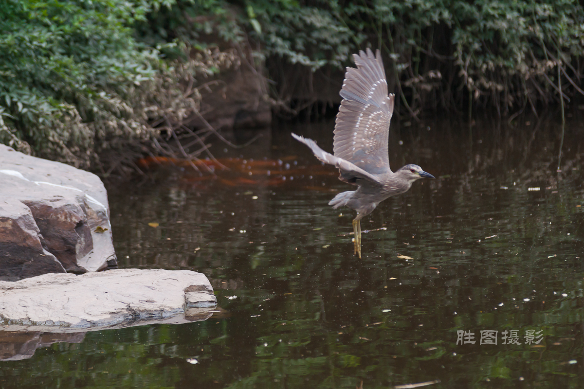 啬园夜鹭2420150607手动-171-7.jpg