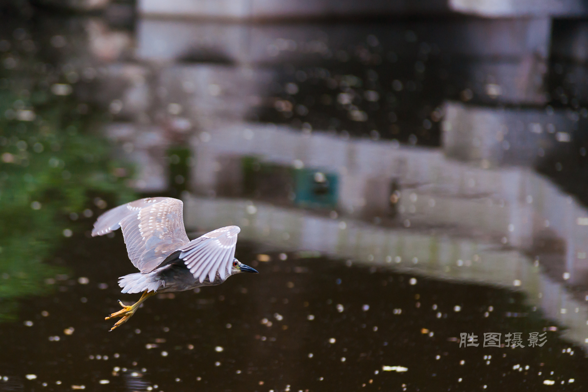 啬园夜鹭2420150607手动-189-2.jpg