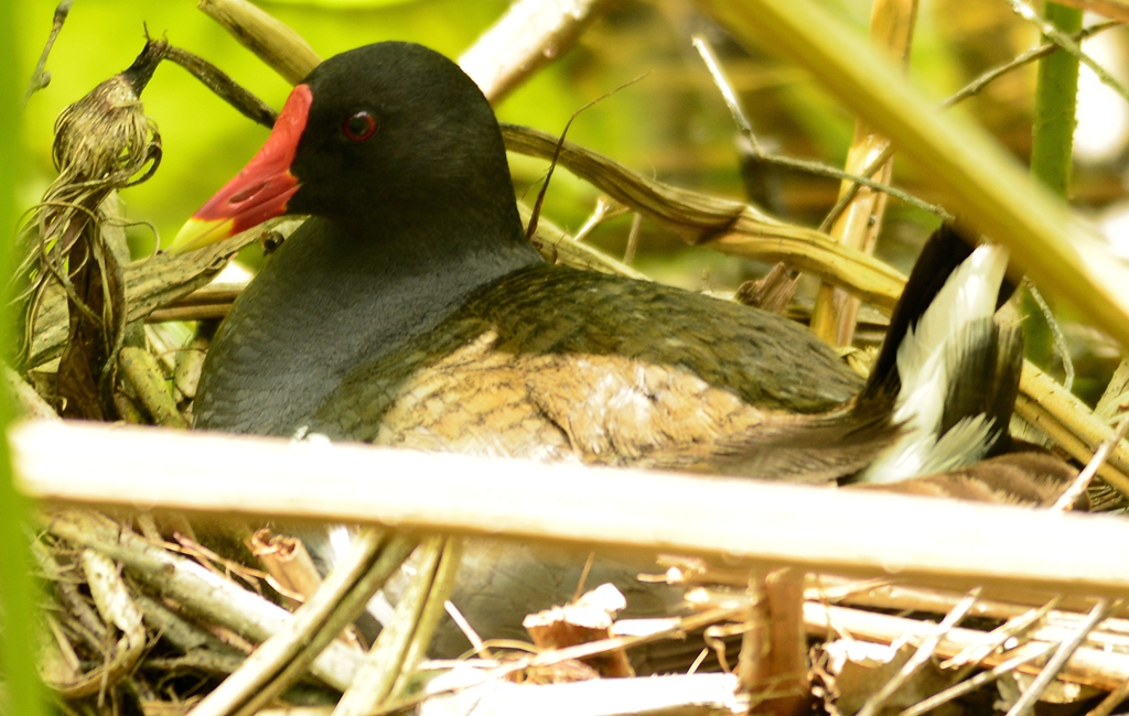 在晤蛋的黑水鸡