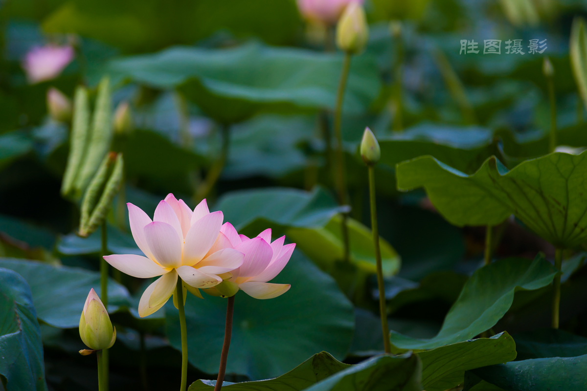 滨江荷花3020150619手动-202.jpg