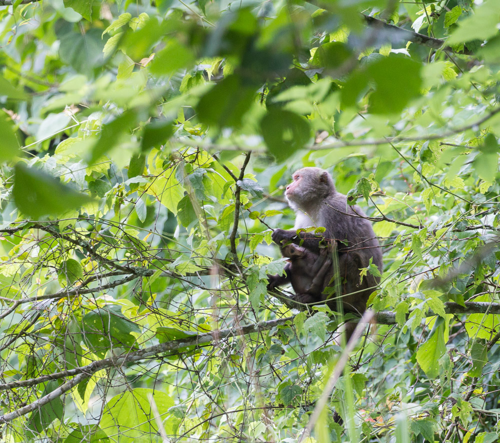 台湾弥猴-1000.jpg