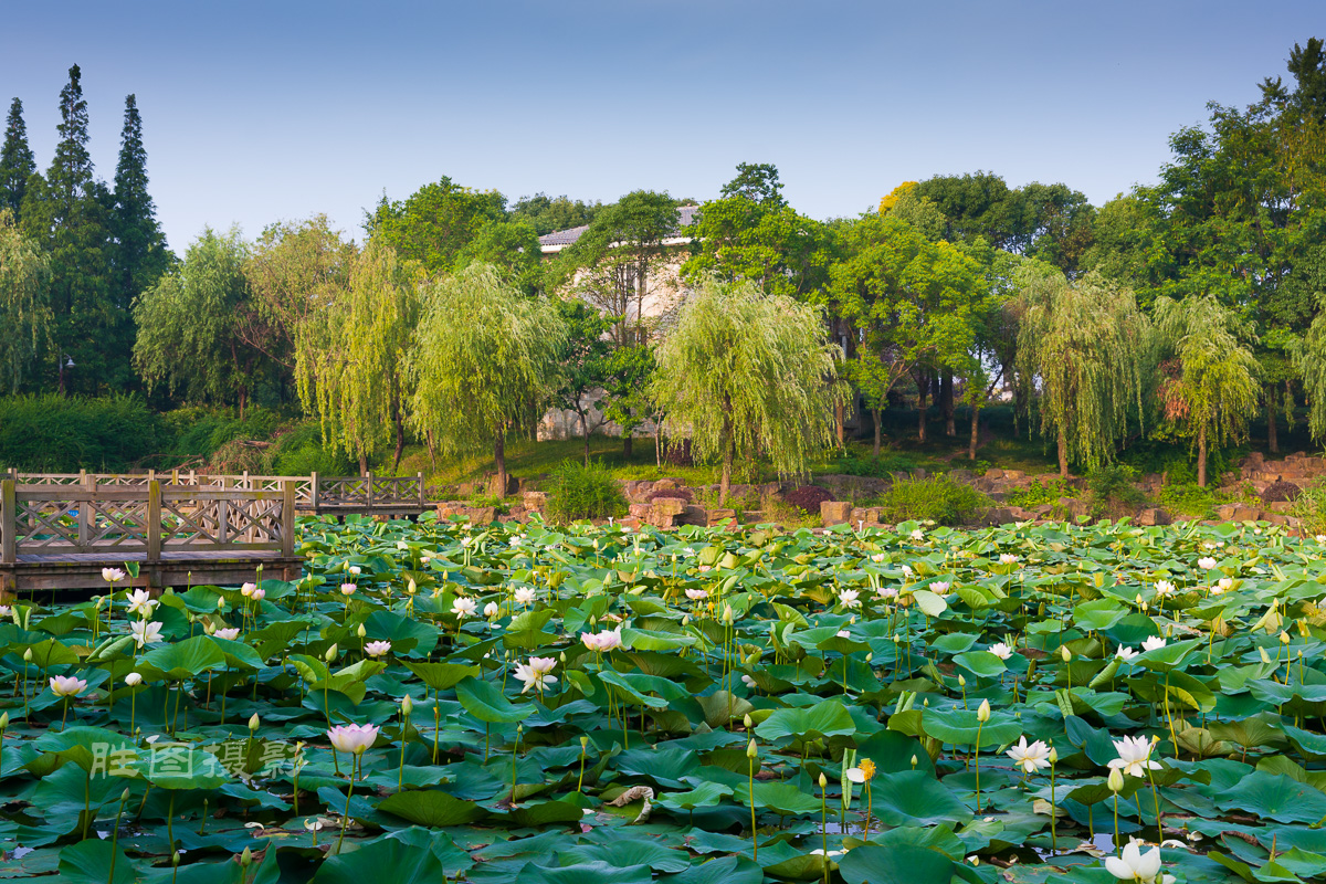 滨江荷花3120150620手动-110.jpg