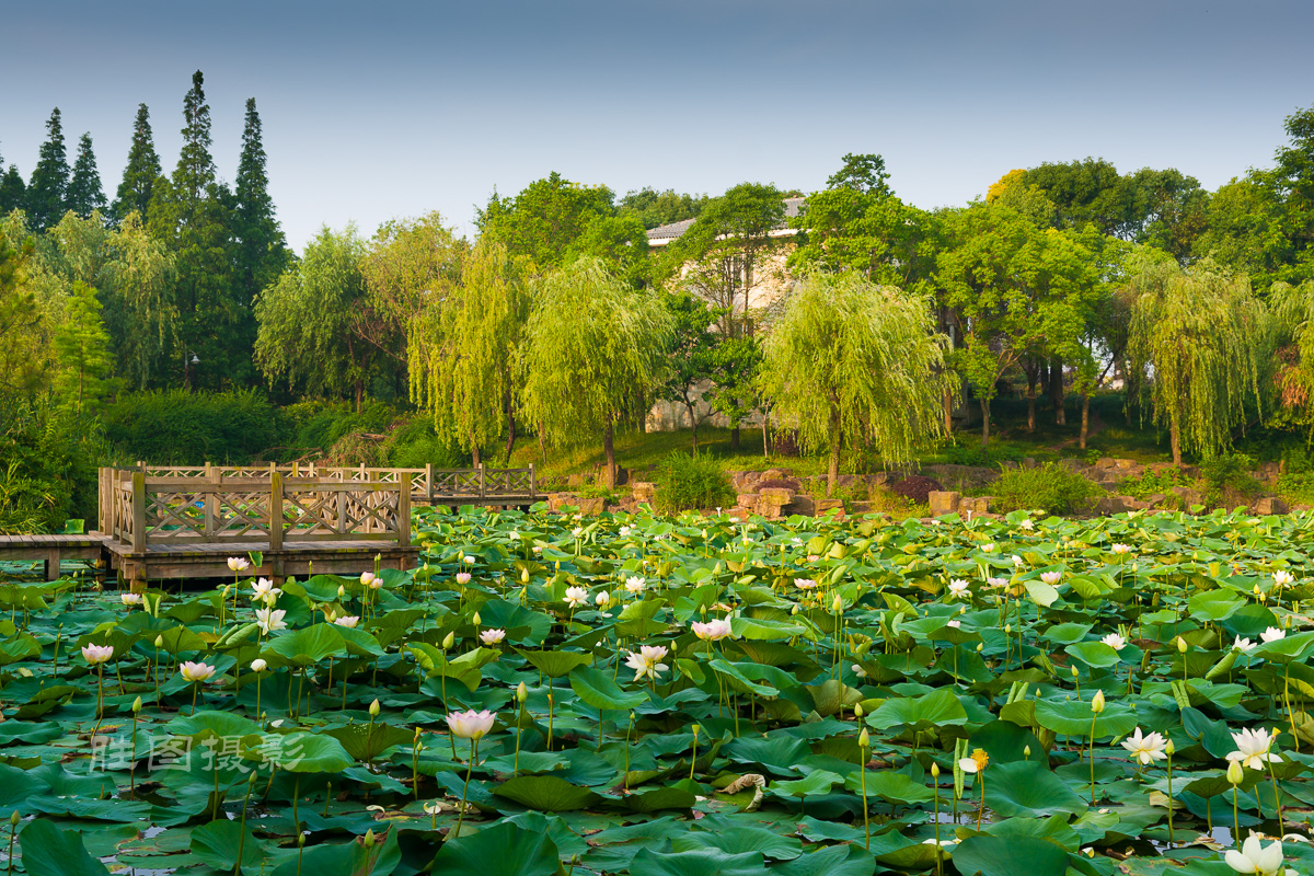 滨江荷花3120150620手动-111.jpg