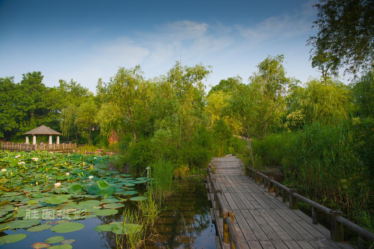 滨江荷花3120150620手动-113.jpg