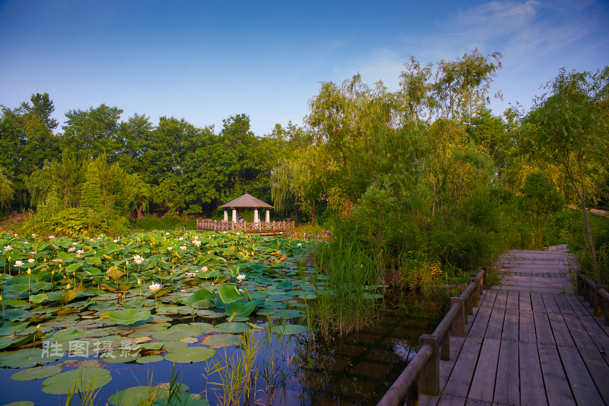 滨江荷花3120150620手动-114.jpg