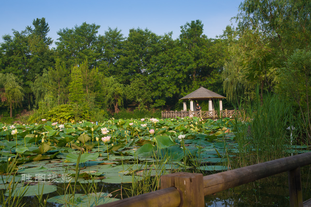 滨江荷花3120150620手动-130.jpg