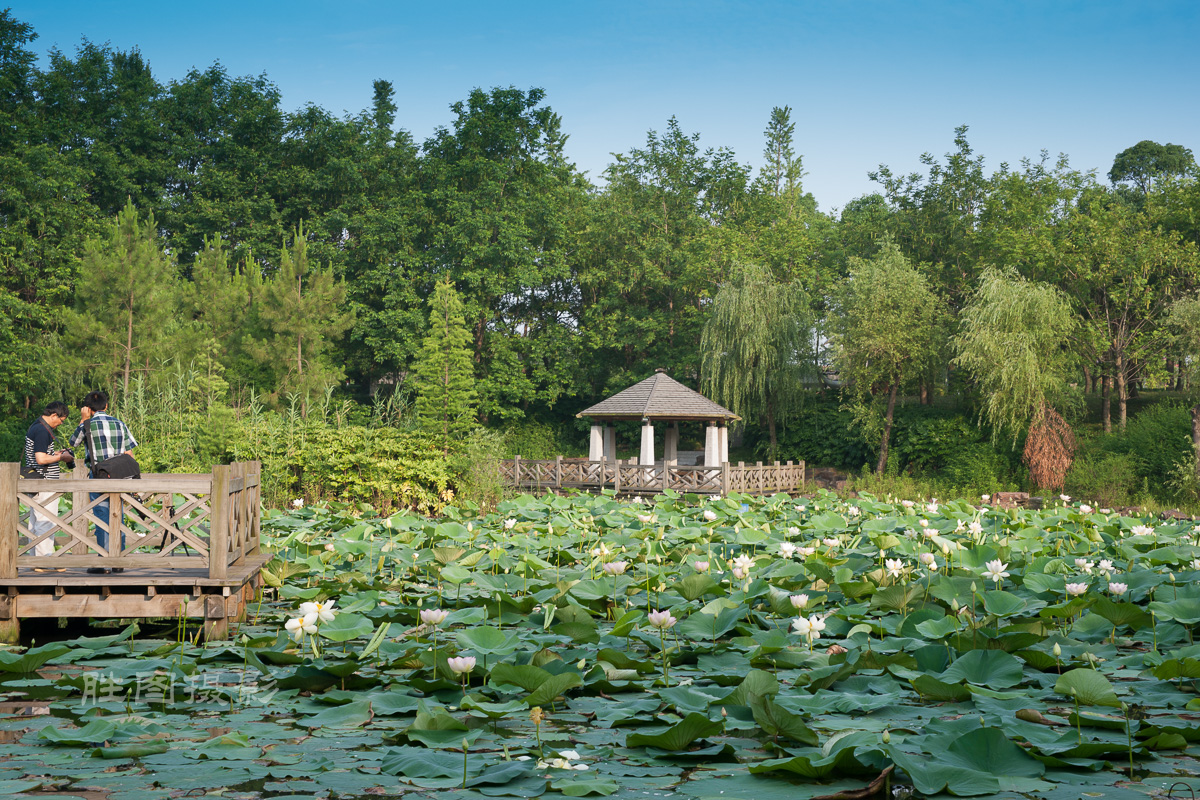 滨江荷花3120150620手动-155.jpg
