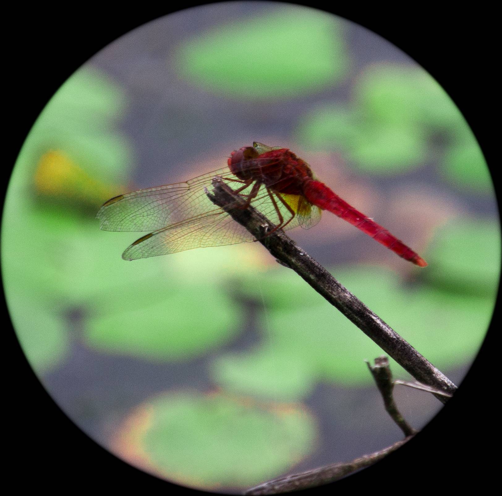 蜻蜓-4.jpg