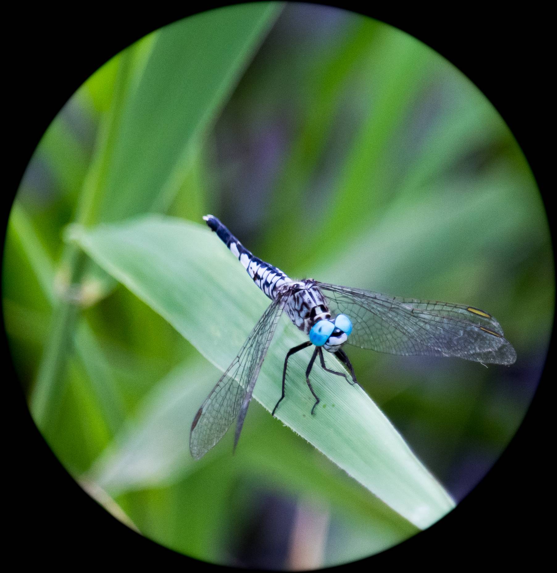 蜻蜓-2.jpg