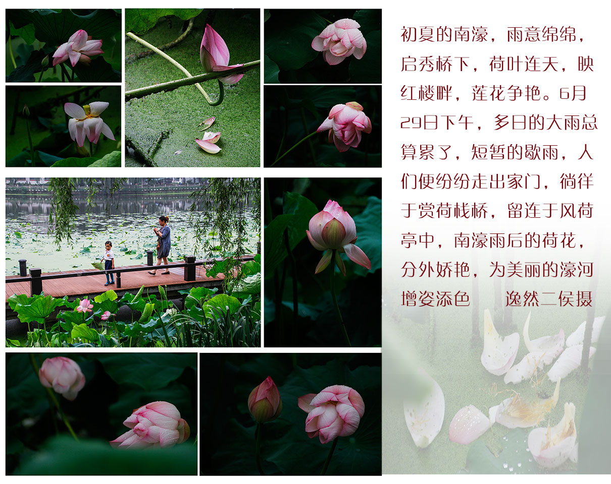 南濠闻荷香   雨后更娇艳 (1).jpg