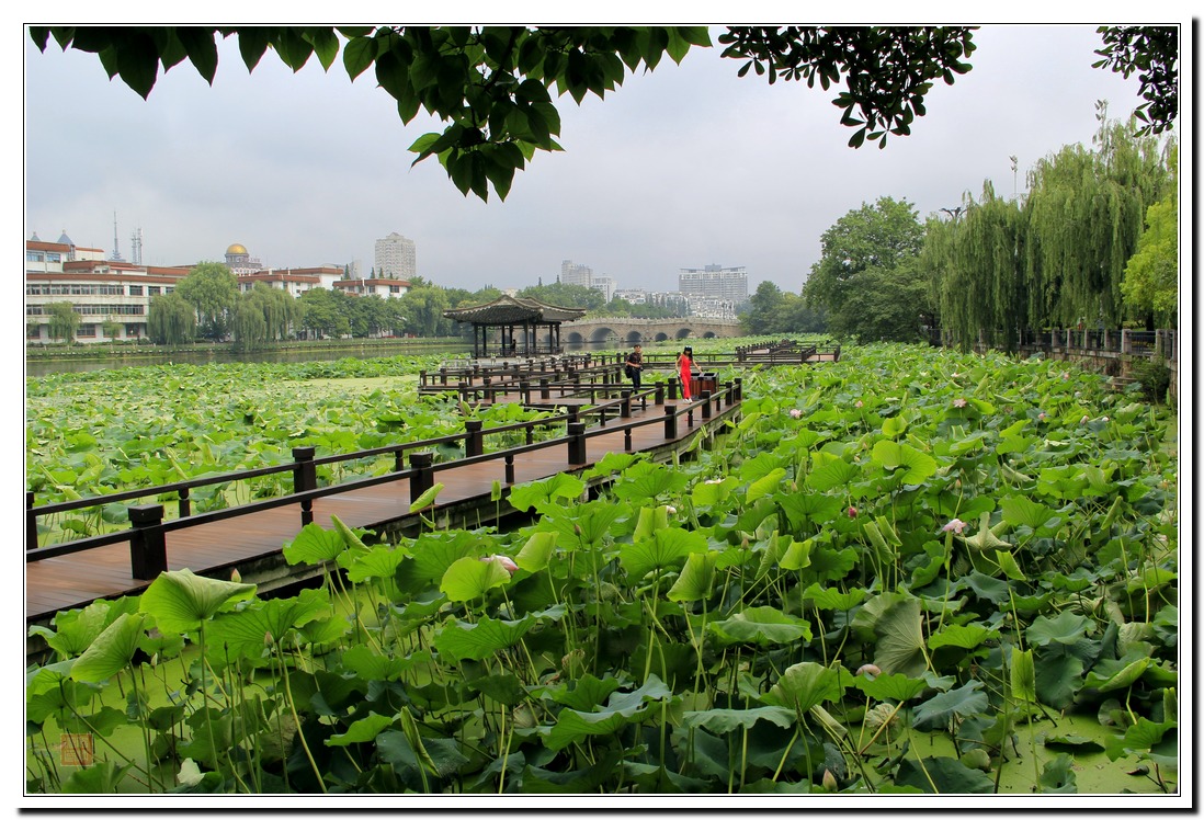 看雨后：满溏素红碧，玉珠落碧盘