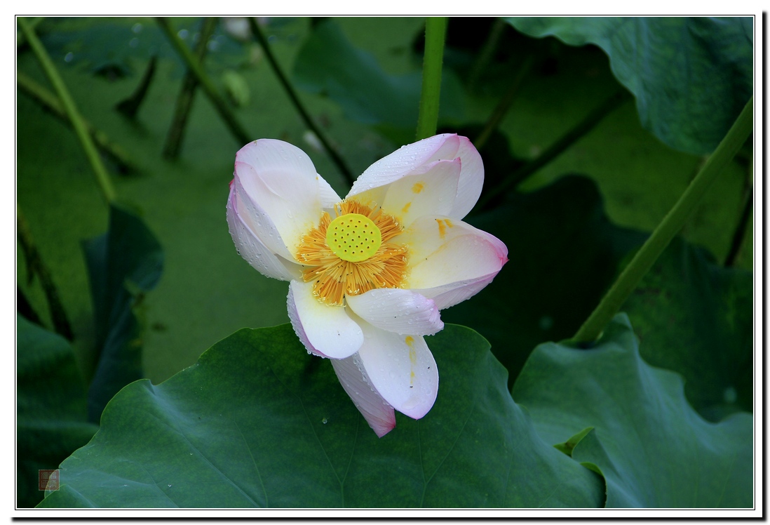赏荷花：花舞花落泪，花哭花瓣飞