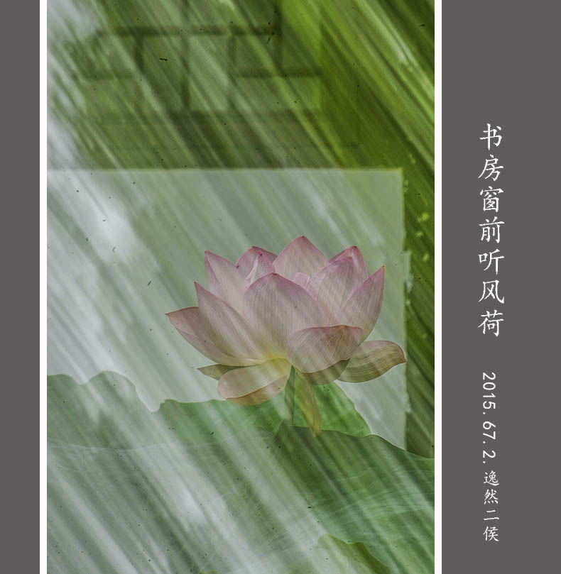 南濠河久雨后荷开繁盛 (1)111.jpg