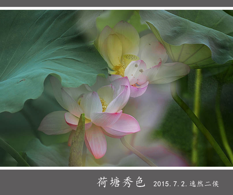 南濠河久雨后荷开繁盛 (2)2222.jpg