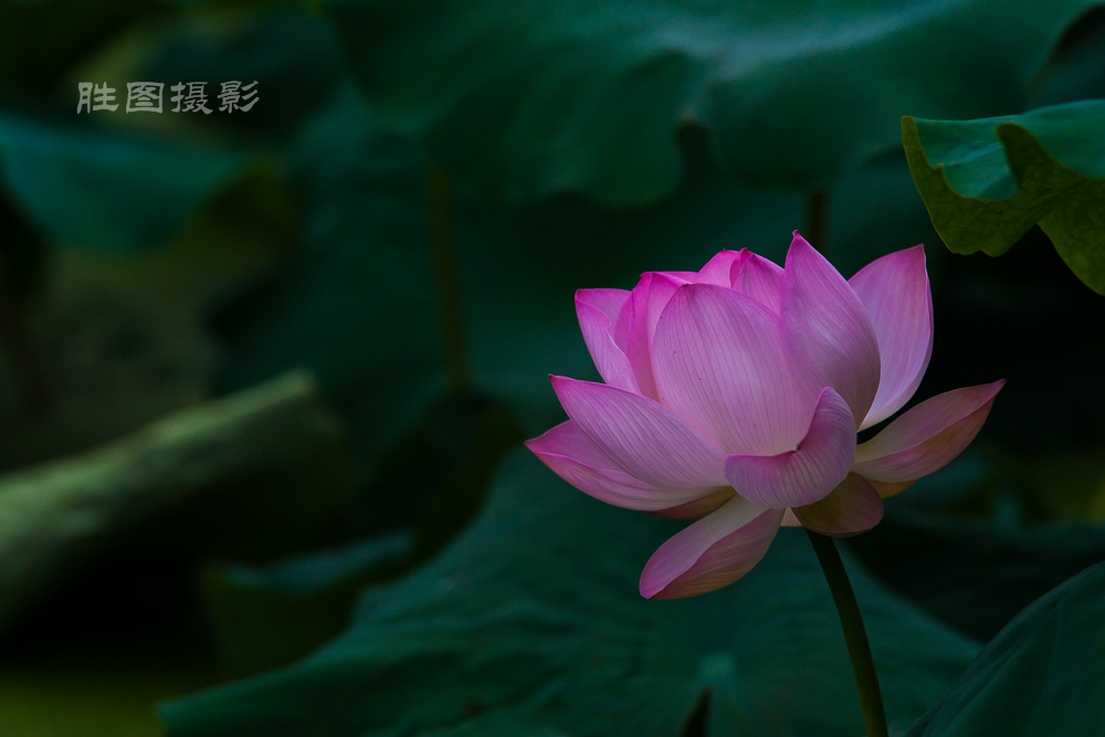 启秀园20150702200 mm1-500 秒 (